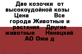 Две козочки  от высокоудойной козы › Цена ­ 20 000 - Все города Животные и растения » Другие животные   . Ненецкий АО,Ома д.